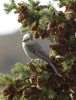 Gray Jay